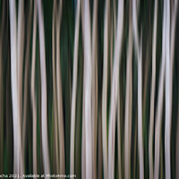 Buy canvas prints of Abstract image of a blurred forest by Paulo Rocha