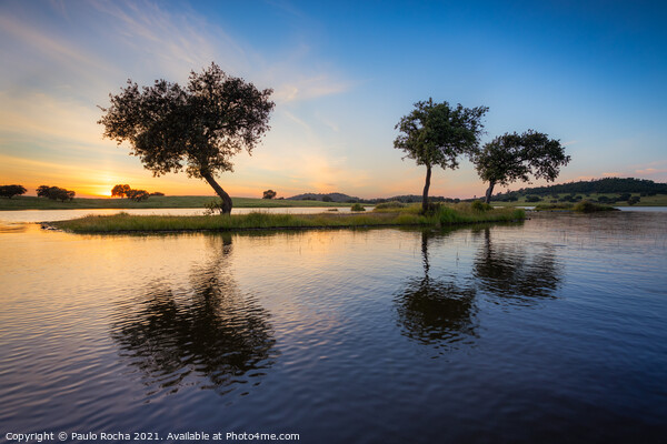 Trees surrounded by water in a lake at sunset Picture Board by Paulo Rocha