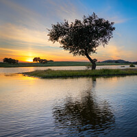 Buy canvas prints of Tree surrounded by water in a lake at sunset by Paulo Rocha
