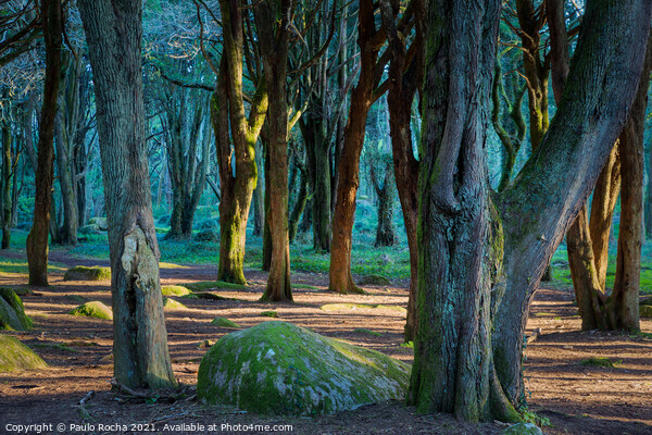 Woodland scenery in Sintra mountain forest, Portugal Picture Board by Paulo Rocha