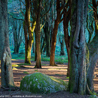 Buy canvas prints of Woodland scenery in Sintra mountain forest, Portugal by Paulo Rocha