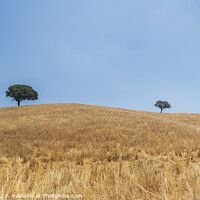 Buy canvas prints of Alentejo countryside landscape, Portugal by Paulo Rocha