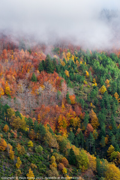 Hillside colorful autumn landscape Picture Board by Paulo Rocha