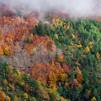 Buy canvas prints of Hillside colorful autumn landscape by Paulo Rocha