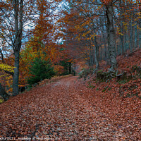Buy canvas prints of Beautiful autumn forest path by Paulo Rocha