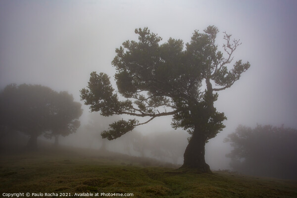 Misty landscape with Til trees in Fanal, Madeira island, Portugal. Picture Board by Paulo Rocha