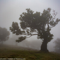 Buy canvas prints of Misty landscape with Til trees in Fanal, Madeira island, Portugal. by Paulo Rocha