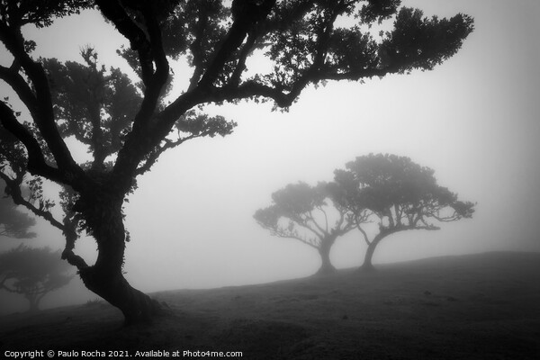 Misty landscape with Til trees in Fanal, Madeira i Picture Board by Paulo Rocha