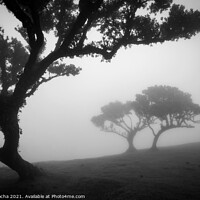 Buy canvas prints of Misty landscape with Til trees in Fanal, Madeira i by Paulo Rocha