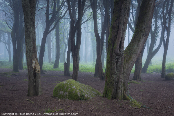 Woodland scenery with fog Picture Board by Paulo Rocha