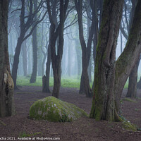 Buy canvas prints of Woodland scenery with fog by Paulo Rocha