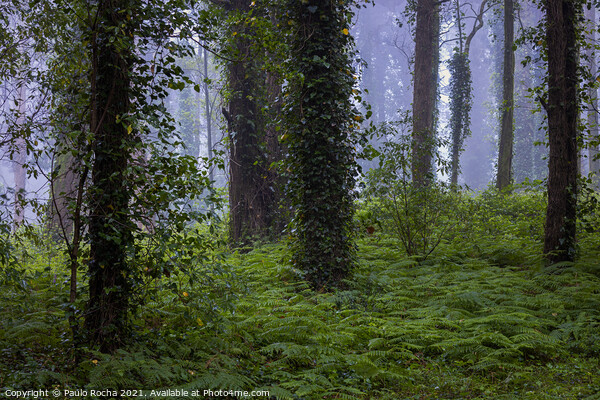 Woodland scenery with fog Picture Board by Paulo Rocha