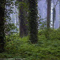 Buy canvas prints of Woodland scenery with fog by Paulo Rocha