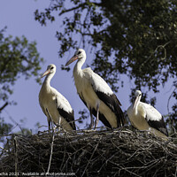 Buy canvas prints of White storks on the nest by Paulo Rocha