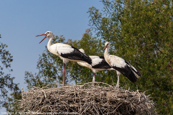 White storks on the nest Picture Board by Paulo Rocha