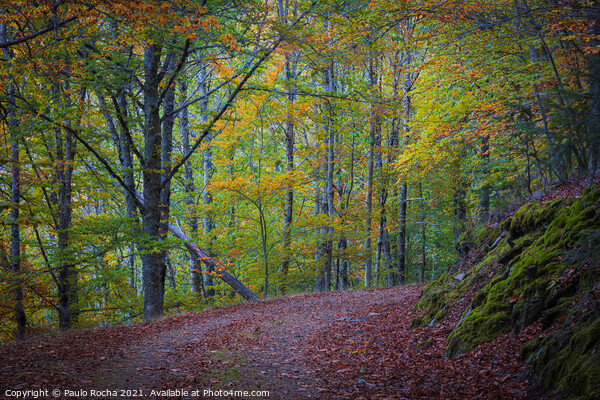 Beautiful autumn forest landscape in Manteigas, Portugal Picture Board by Paulo Rocha