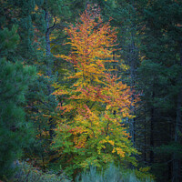 Buy canvas prints of Hillside colorful autumn landscape at Manteigas - Serra da Estrela - Portugal by Paulo Rocha