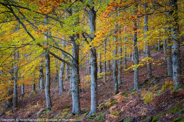 Hillside colorful autumn landscape at Manteigas - Serra da Estrela - Portugal Picture Board by Paulo Rocha