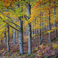Buy canvas prints of Hillside colorful autumn landscape at Manteigas - Serra da Estrela - Portugal by Paulo Rocha