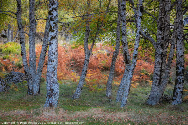 Colorful autumn landscape at Manteigas - Serra da Estrela - Portugal Picture Board by Paulo Rocha