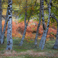 Buy canvas prints of Colorful autumn landscape at Manteigas - Serra da Estrela - Portugal by Paulo Rocha