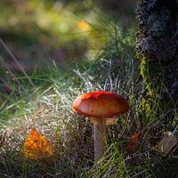 Buy canvas prints of Red mushroom in green forest by Paulo Rocha