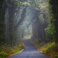 Buy canvas prints of Foggy road in Sintra mountain forest by Paulo Rocha