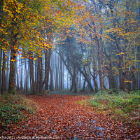Buy canvas prints of Foggy forest path in Sintra mountain, Portugal by Paulo Rocha