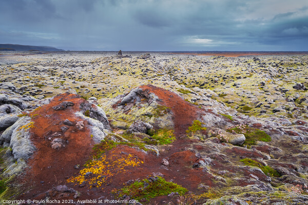 Moss-covered Icelandic lava field Picture Board by Paulo Rocha