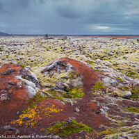 Buy canvas prints of Moss-covered Icelandic lava field by Paulo Rocha