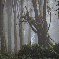 Buy canvas prints of Foggy forest with fallen tree by Paulo Rocha