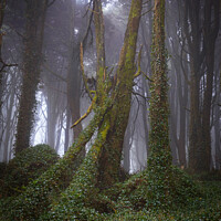 Buy canvas prints of Foggy forest with fallen tree by Paulo Rocha