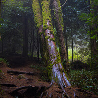 Buy canvas prints of Foggy forest with fallen tree by Paulo Rocha