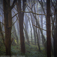 Buy canvas prints of Fog in the forest by Paulo Rocha