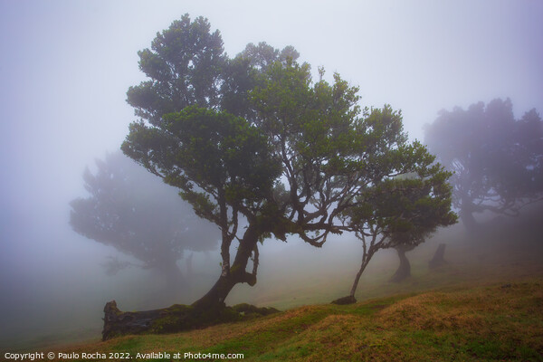 Misty landscape with Til trees in Fanal, Madeira island, Portugal. Picture Board by Paulo Rocha