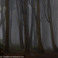 Buy canvas prints of Misty dark forest by Paulo Rocha
