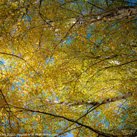 Buy canvas prints of Abstract tree top branches and leaves in the fores by Paulo Rocha