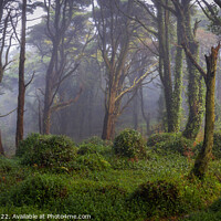 Buy canvas prints of Forest scenery with fog by Paulo Rocha
