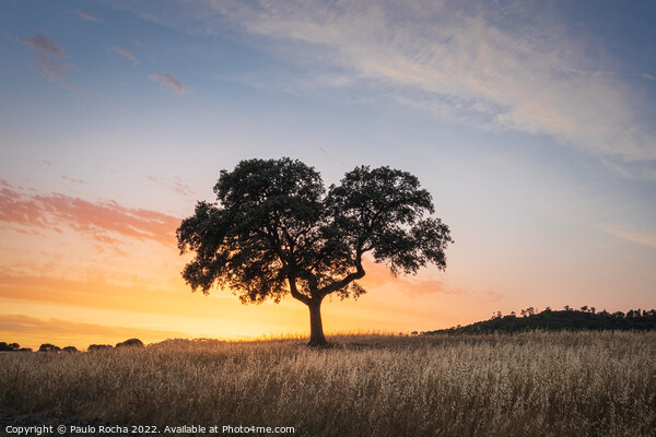 Lonely tree at sunset Picture Board by Paulo Rocha