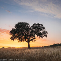 Buy canvas prints of Lonely tree at sunset by Paulo Rocha