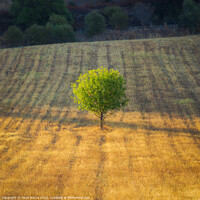 Buy canvas prints of Lonely tree in a meedow at sunrise by Paulo Rocha