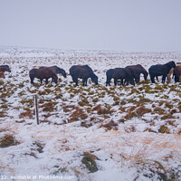 Buy canvas prints of Horses in Iceland, cold snow and wind by Paulo Rocha
