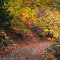 Buy canvas prints of Beautiful autumn forest landscape in Manteigas, Portugal by Paulo Rocha
