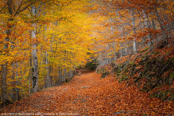 Beautiful autumn forest landscape in Manteigas, Portugal Picture Board by Paulo Rocha