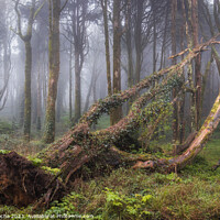 Buy canvas prints of Fallen tree in a foggy forest by Paulo Rocha