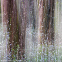 Buy canvas prints of Abstract image of a blurred forest by Paulo Rocha
