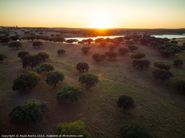 Cork oak forest by the lake at sunset - Alentejo, Portugal Picture Board by Paulo Rocha