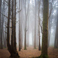 Buy canvas prints of Forest with fog in Sintra by Paulo Rocha