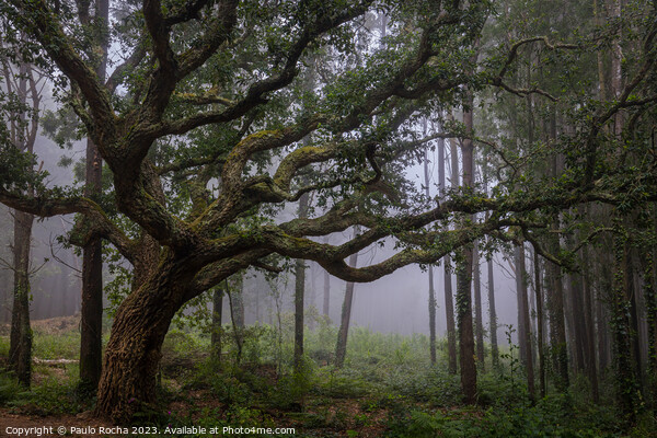Oak tree in Sintra mountain forest, Portugal Picture Board by Paulo Rocha