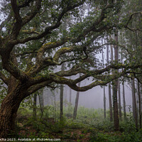Buy canvas prints of Oak tree in Sintra mountain forest, Portugal by Paulo Rocha